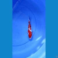SANKE DOITSU FEMALE 25 CM