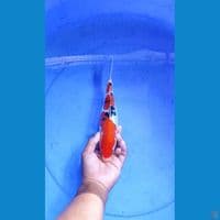 SANKE DOITSU 24 CM