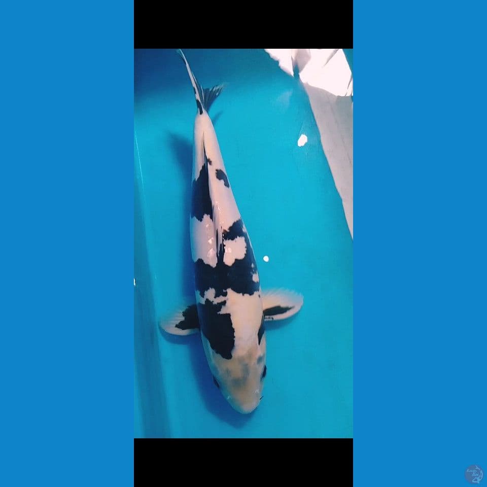 SHIRO DOITSU 38CM