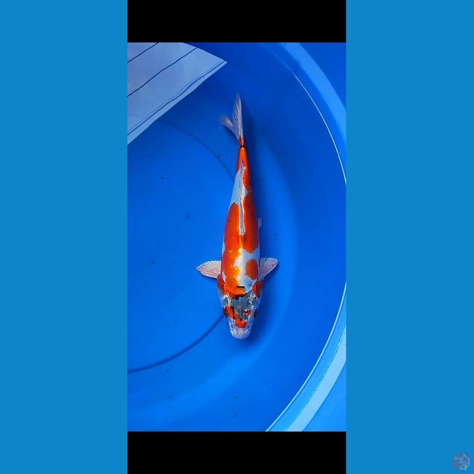 kikokuryu 32 cm