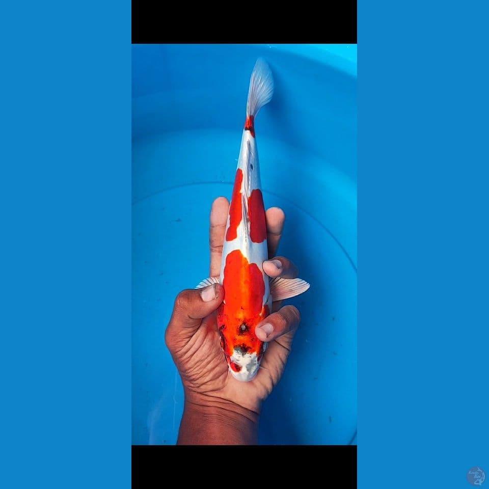 kikushui 30 cm 