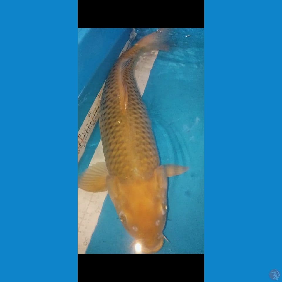 MIDORI JUMBO 55CM