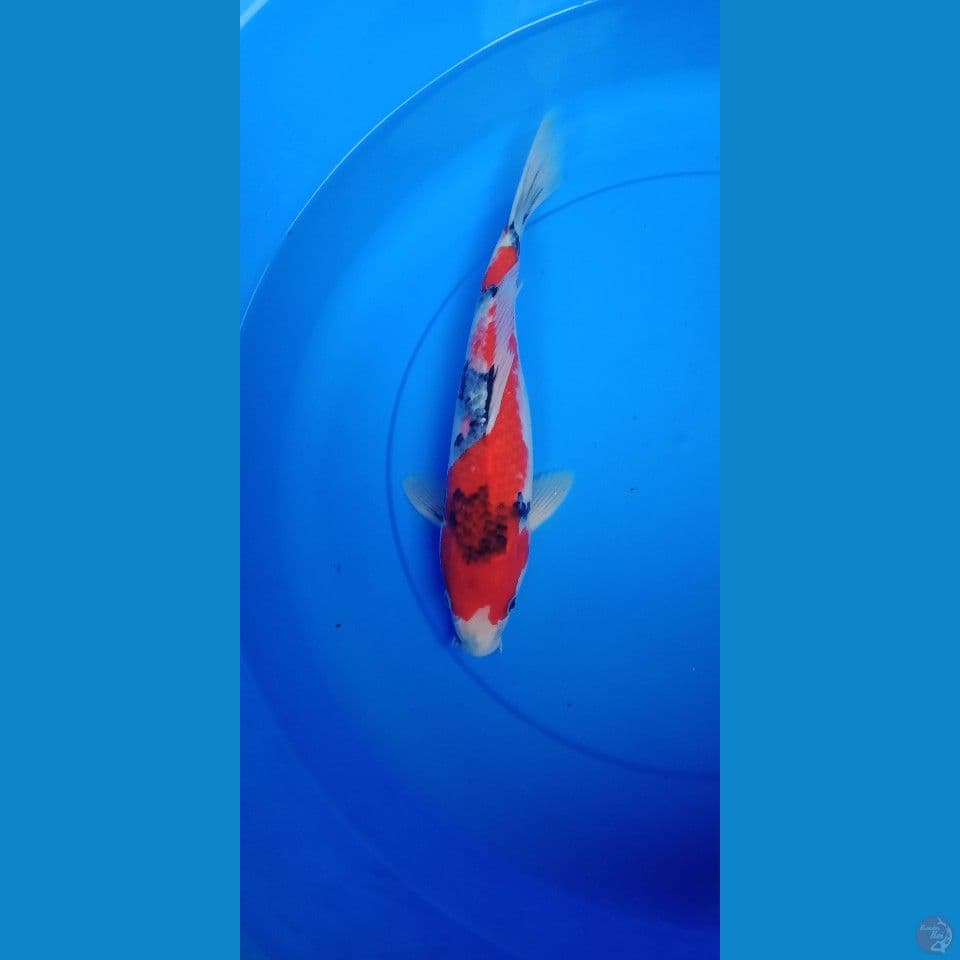 male Showa strong 30cm