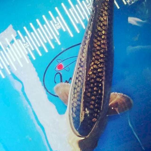 Saragoi 26cm