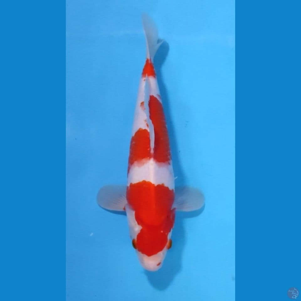 KOHAKU ORIGINAL 33CM - MALE 