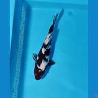 TANCHO SHOWA ORYGINAL RARE COLECTION 27CM 