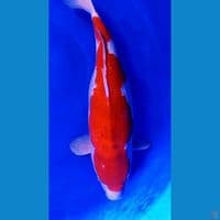 46cm jumbo bulky  kohaku gendong telur