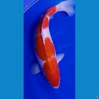 52cm body super jumbo kohaku f