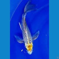 34cm kumpay kawari