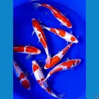 8 red strong doitsu 33-35cm