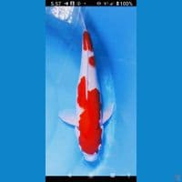 kohaku strong 