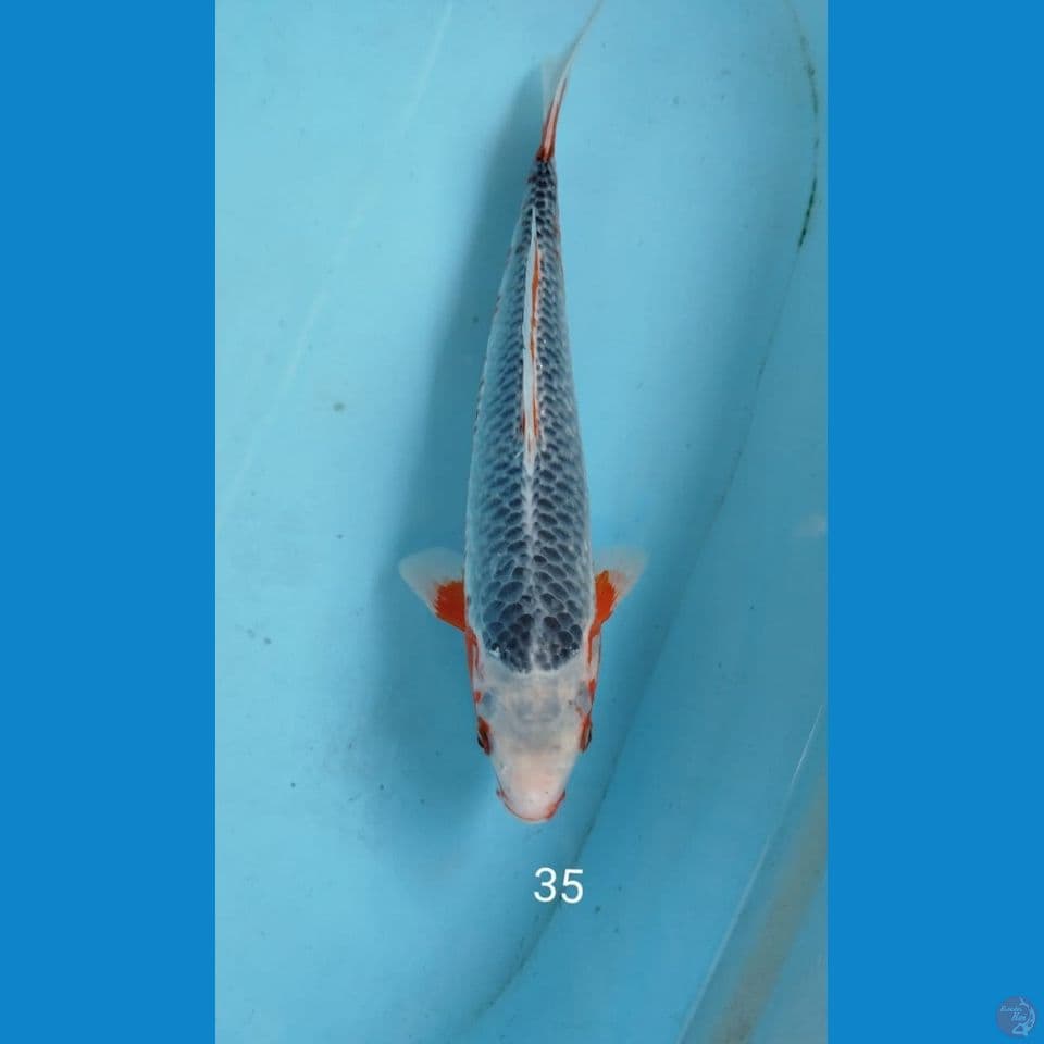 ASAGI 35CM