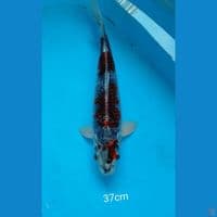 Beni ginga 37cm