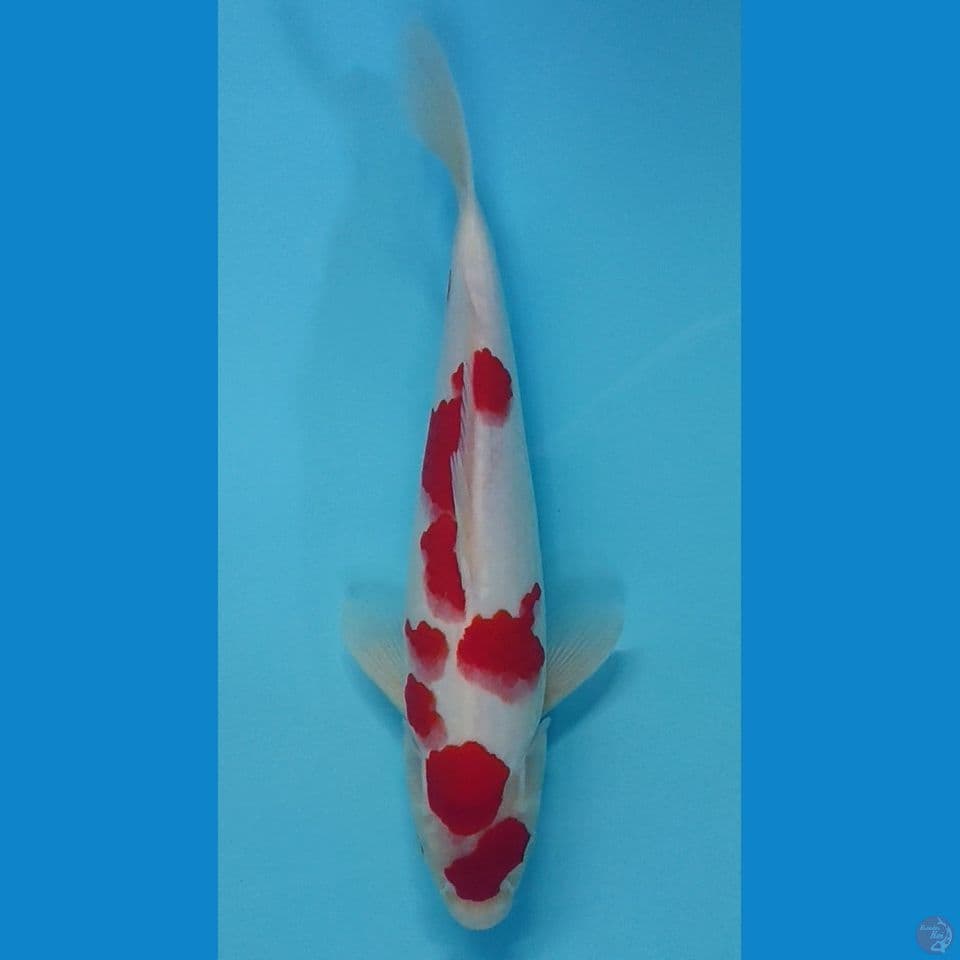 kohaku sakura
