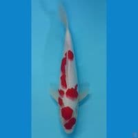 kohaku sakura