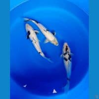 paket shiro 35cm