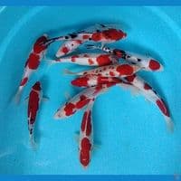 mix kohaku sanke