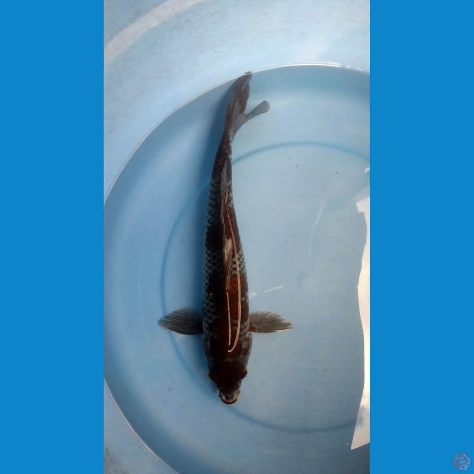 ochiba 34 cm/ male