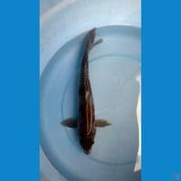 ochiba 34 cm/ male