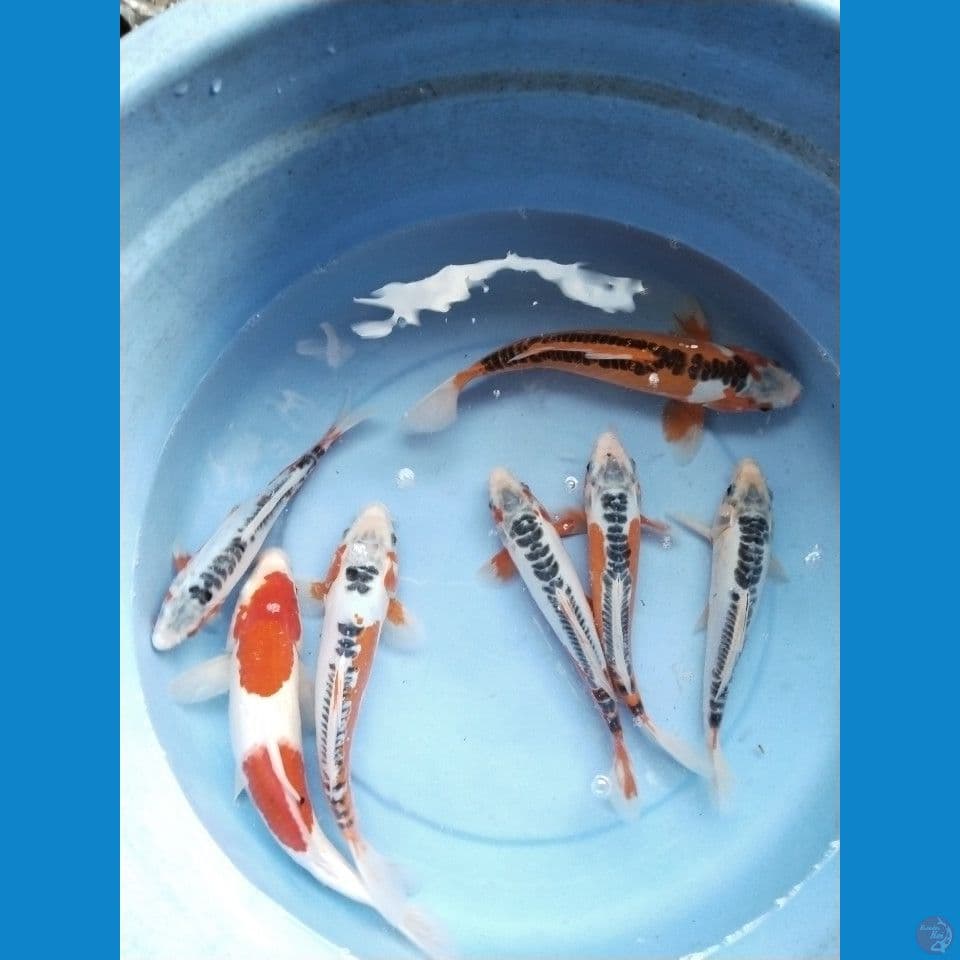 mix 21-30cm