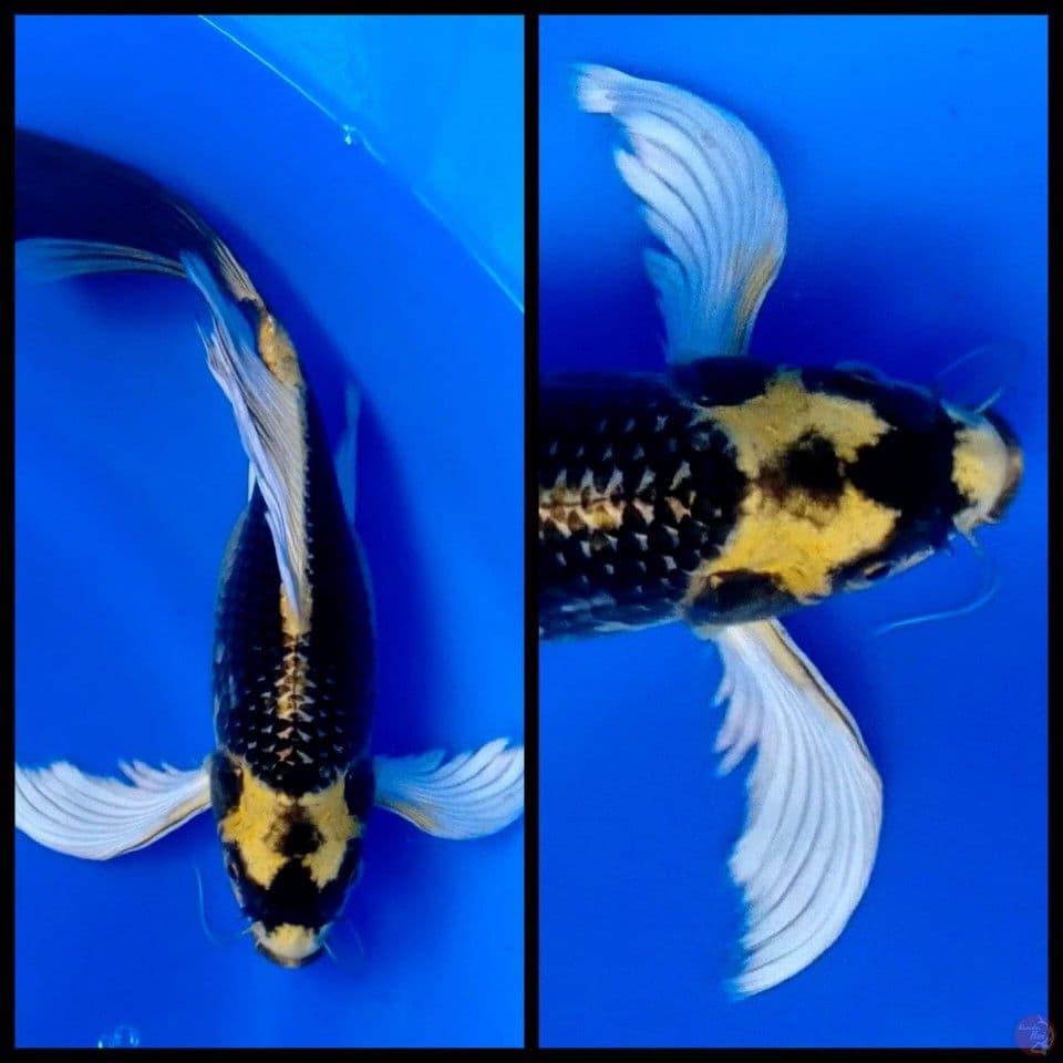 kumpay kabuto 35cm 