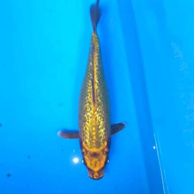Gold mukashi ginrin