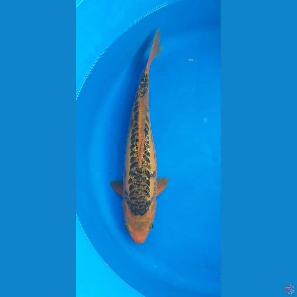Mizuho 39 cm
