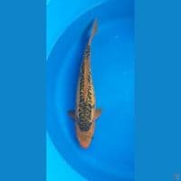 Mizuho 39 cm
