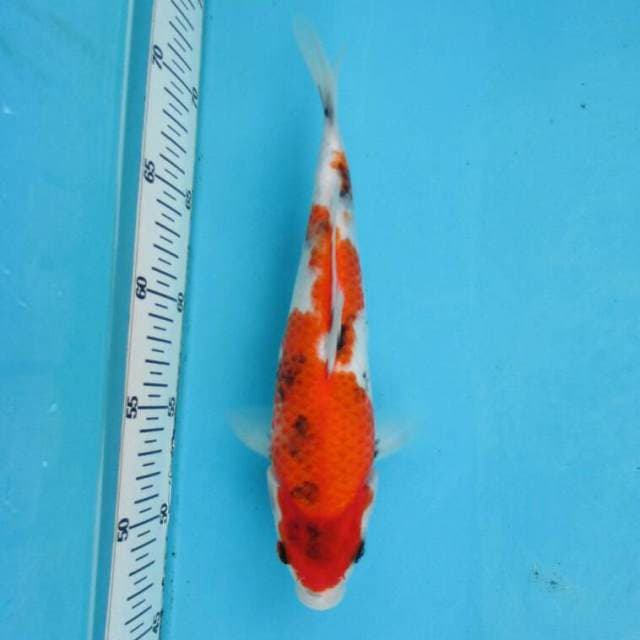 BKS ( Sanke tate 25 cm )