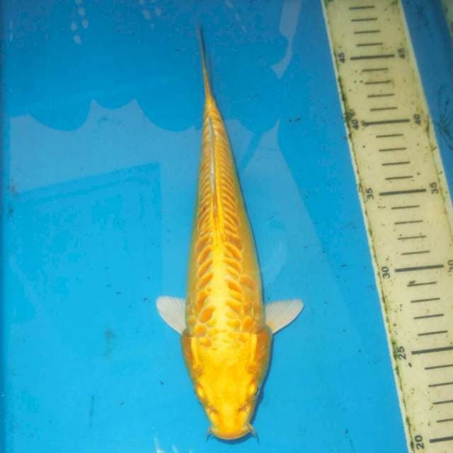 ARAGOKE YAMABUKI OGON