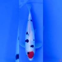 tancho sanke doitsu 27cm