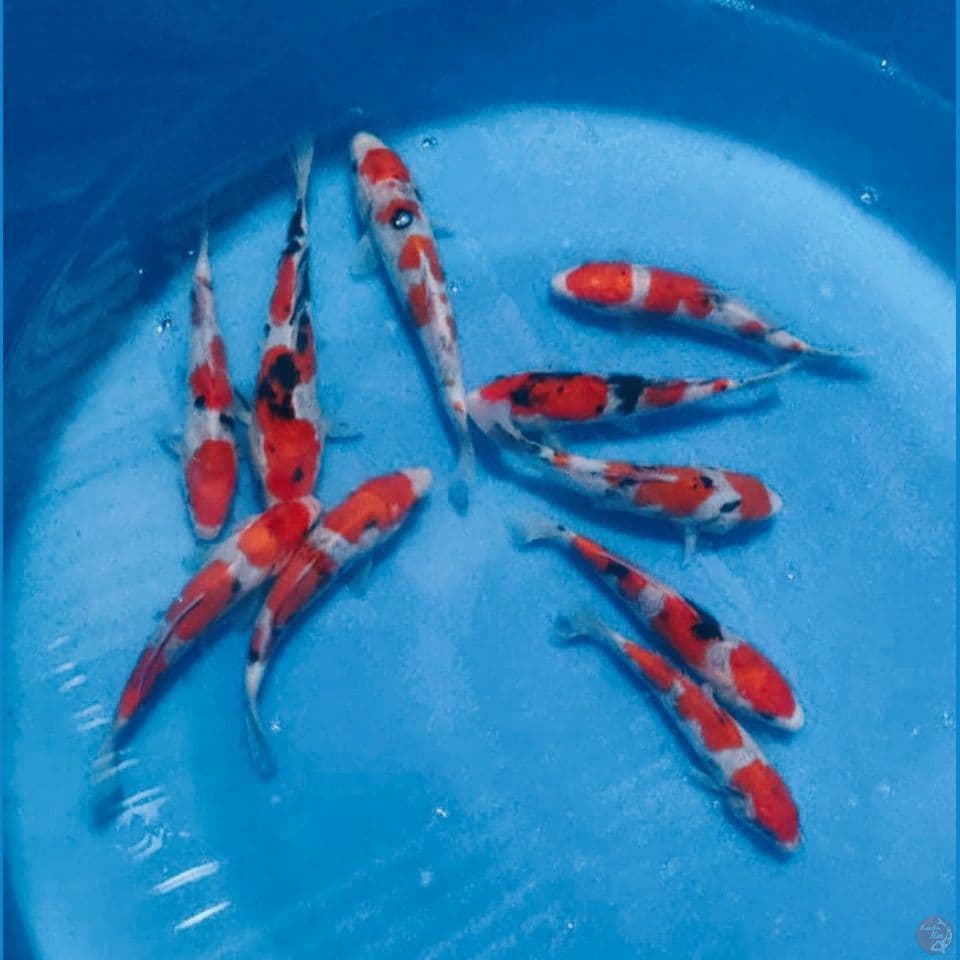 MIX SANKE 17,20CM