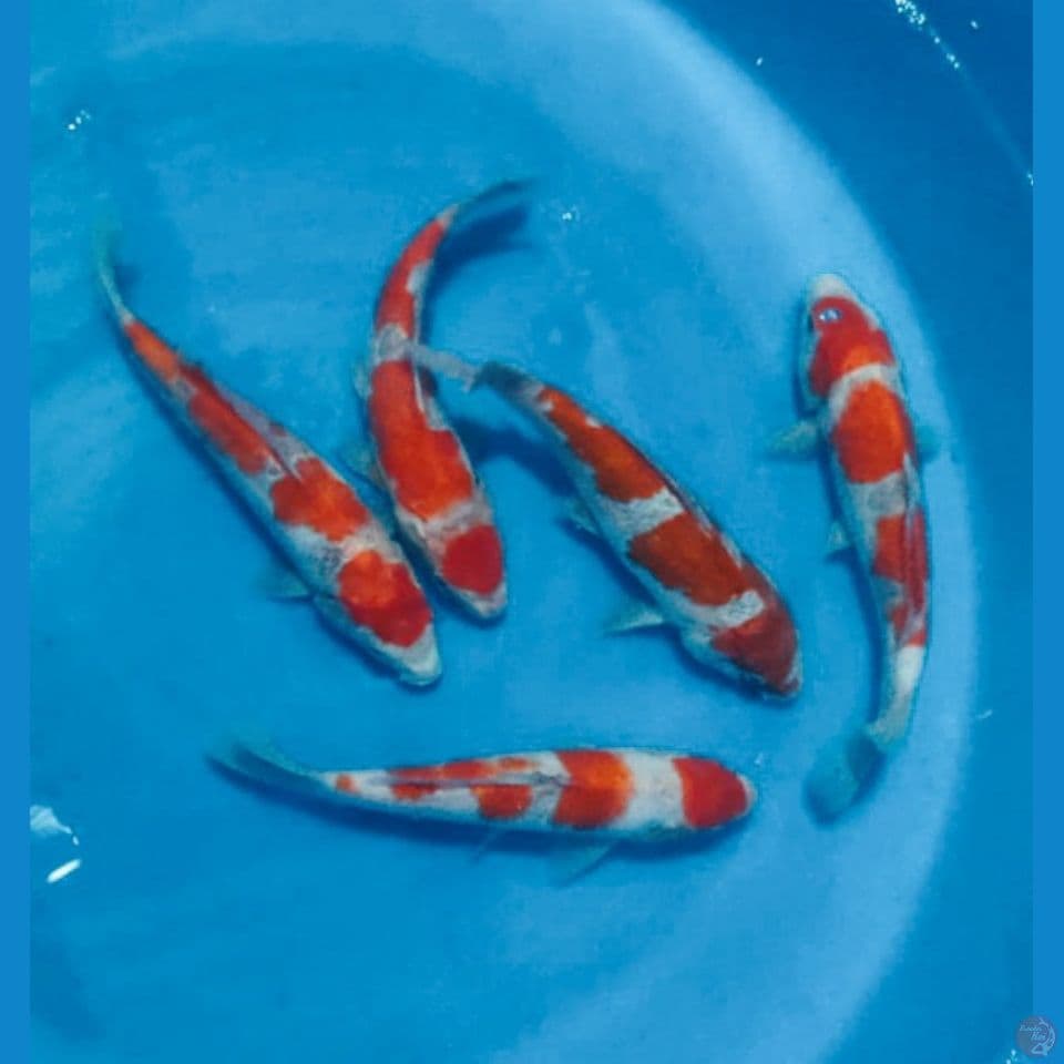 MIX KOI 25'27CM