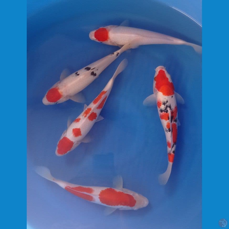 KOHAKU SANKE 30CM