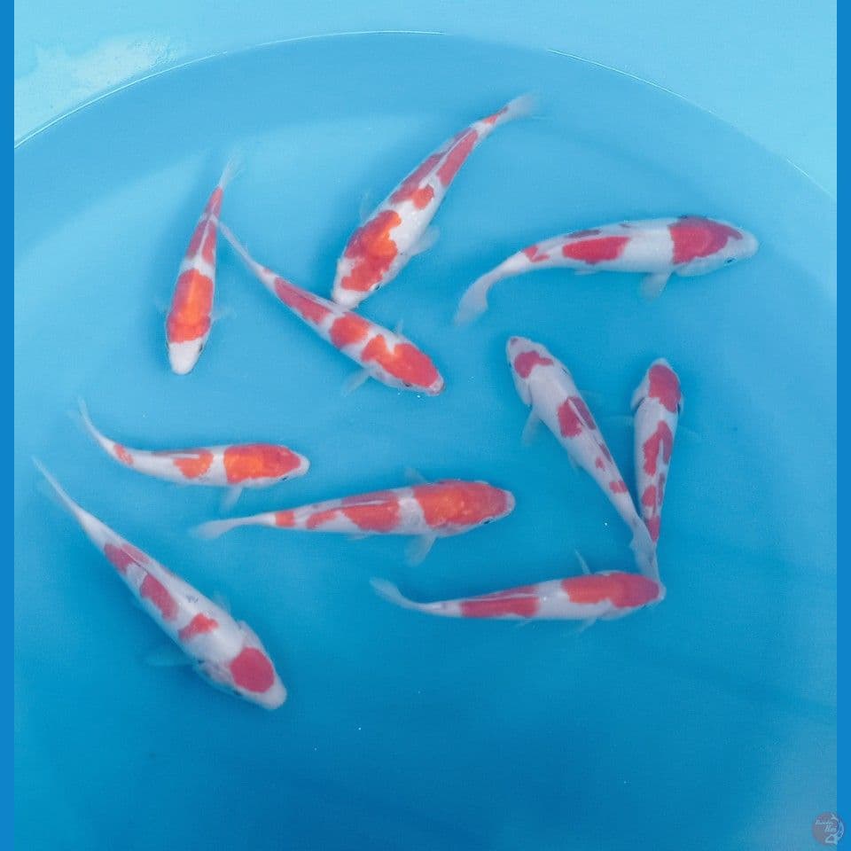 KOHAKU 17'20CM