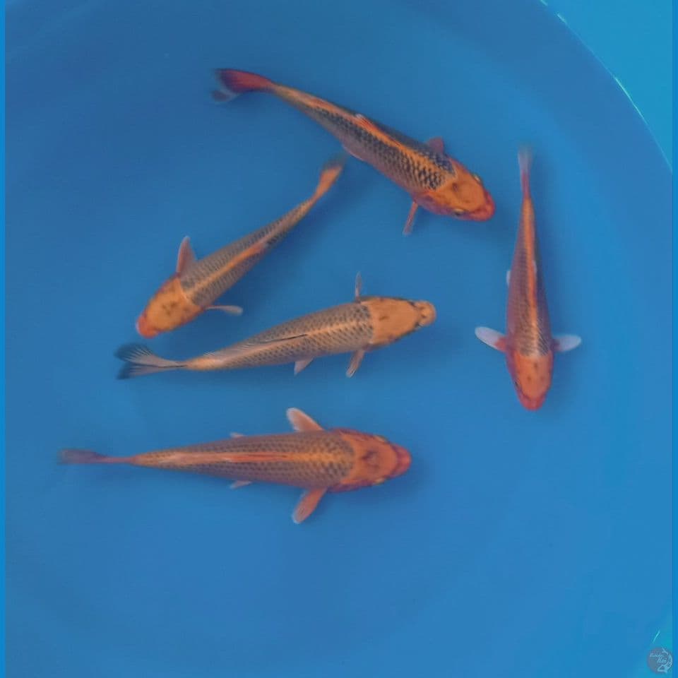 KIN MATSUBA 20'25CM