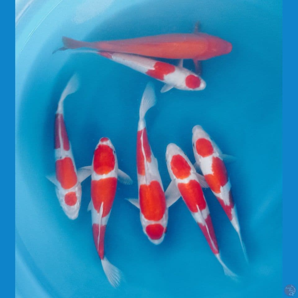 DOITSU 30'35CM