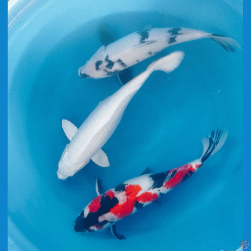 MIX 45'50CM