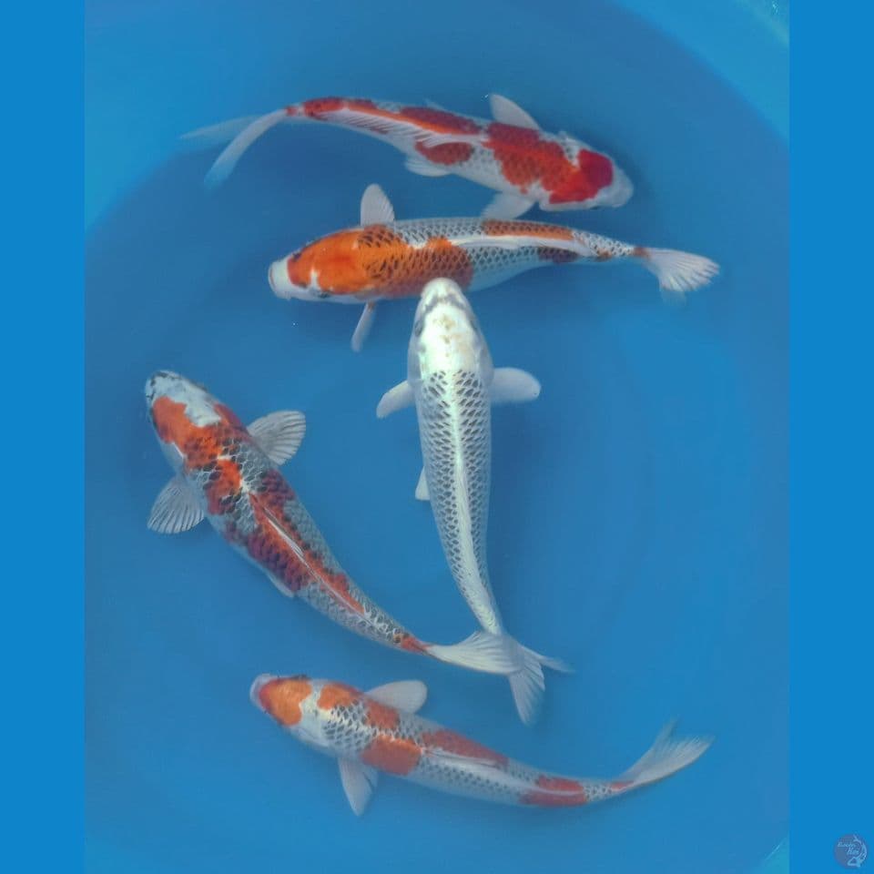 KUJAKU 35'40CM