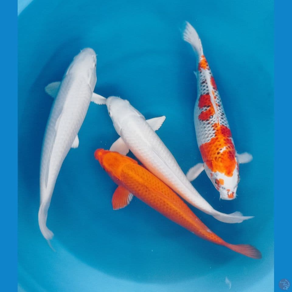 MIX 42'45CM
