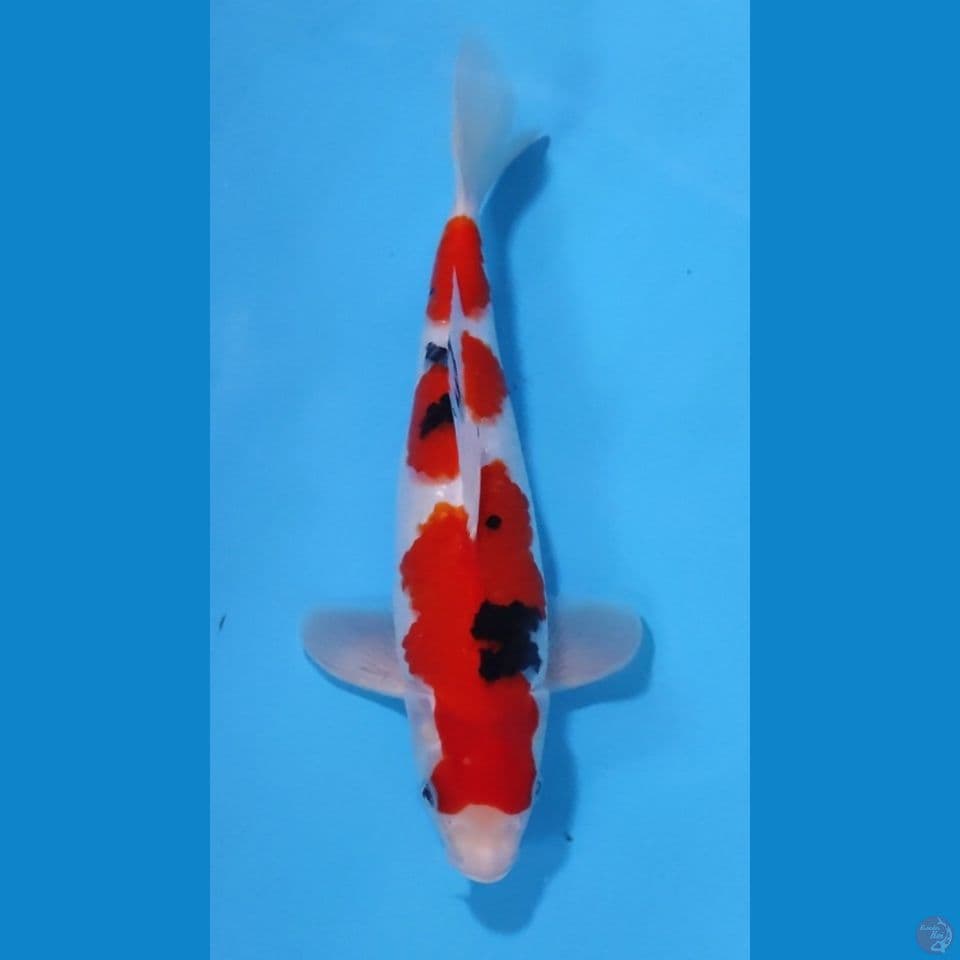 SANKE HQ ORIGINAL RED STRONG 33CM - JANTAN