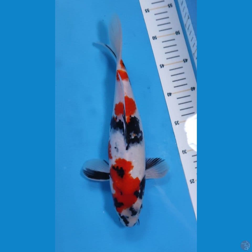 SHOWA HQ 33CM - JANTAN 