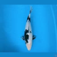 SHIRO 43 CM