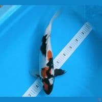 SHOWA 41CM
