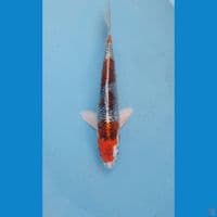 kujaku, 23 cm