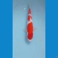 kohaku, 27 cm