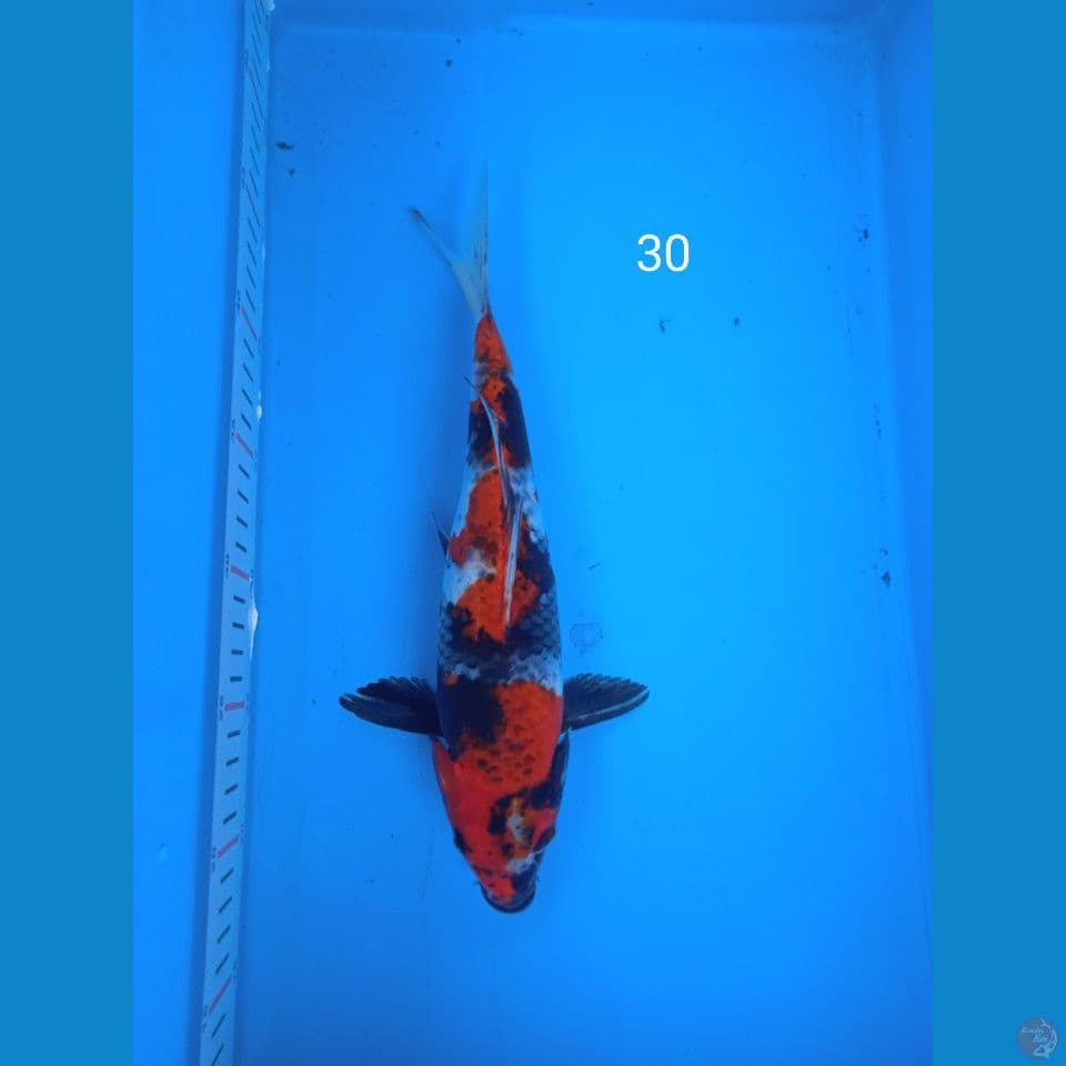 showa 30cm