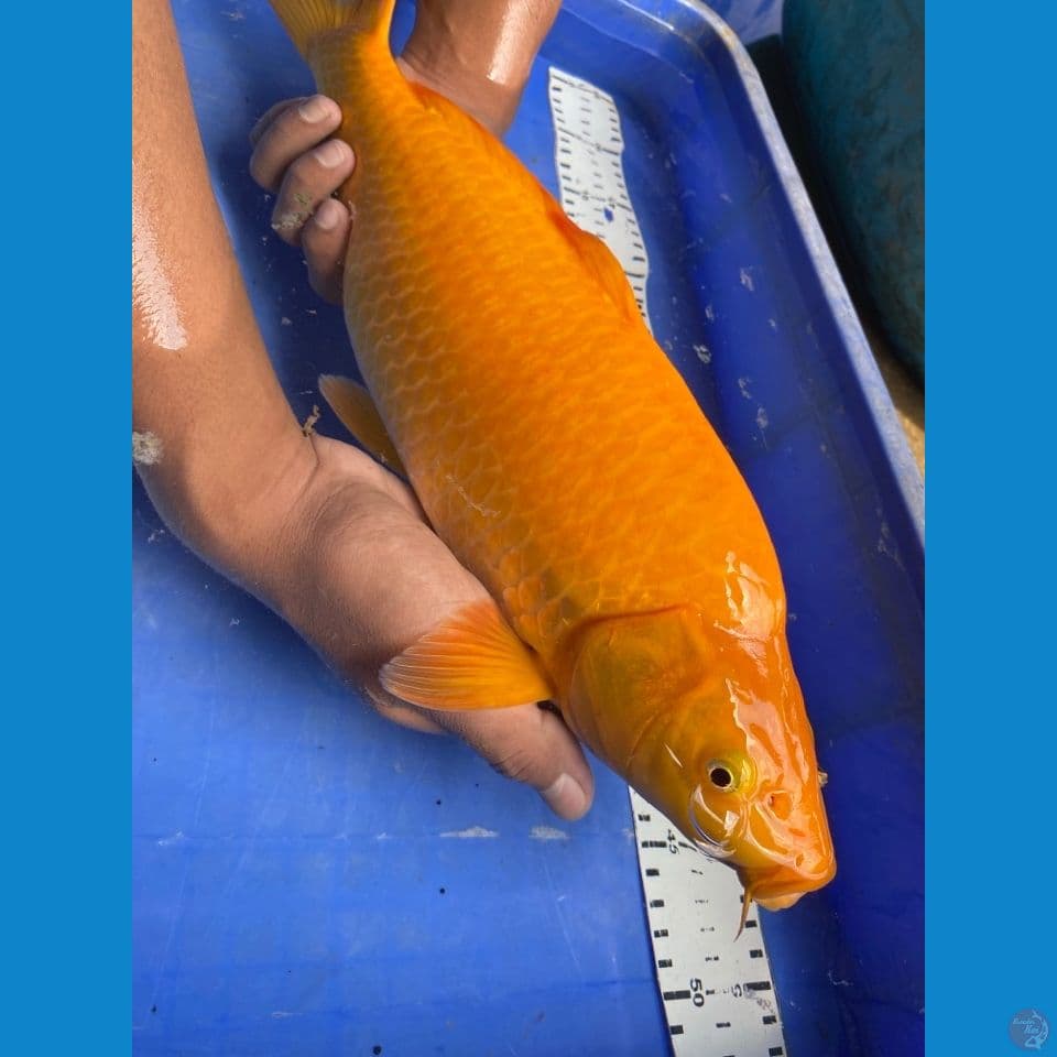 v3 karasi punuk 45