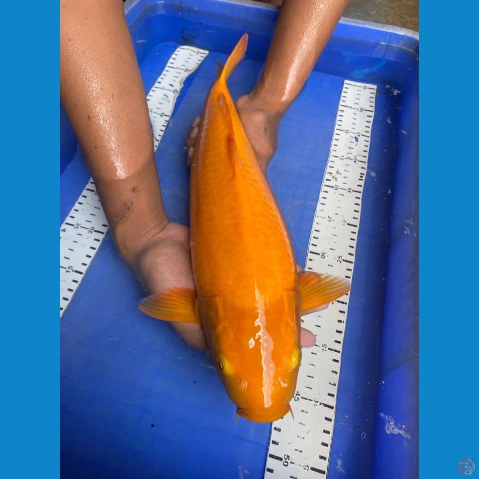 v3 karasi punuk 45