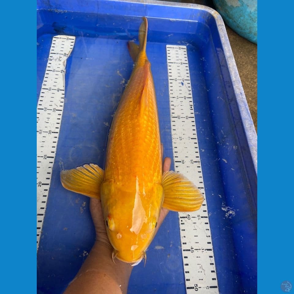 v4 karashi 50 cm male
